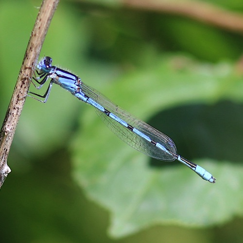 Familiar Bluet (male)
Enallagma civile